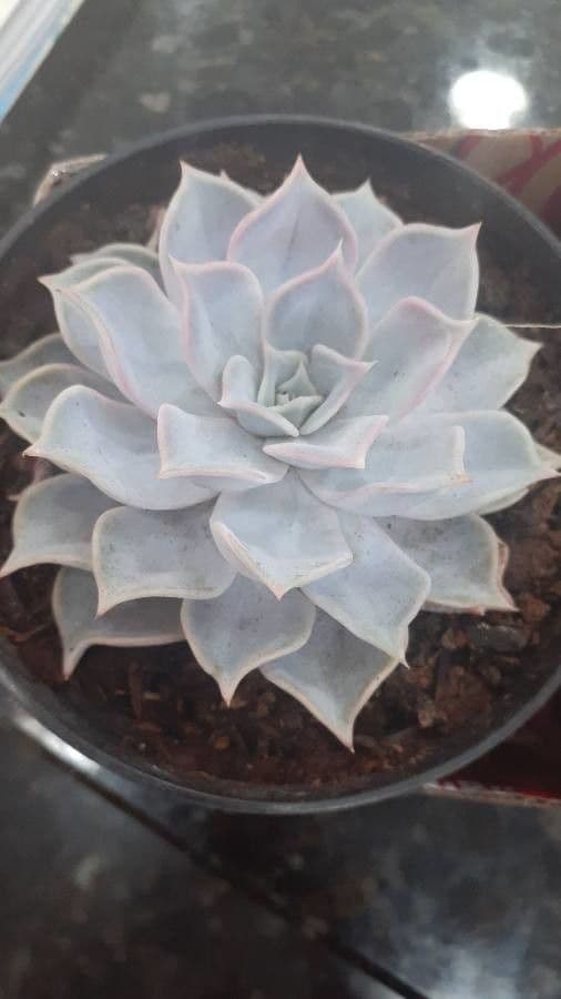 Echeveria