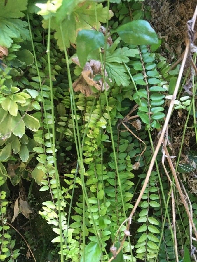 Asplenium 3