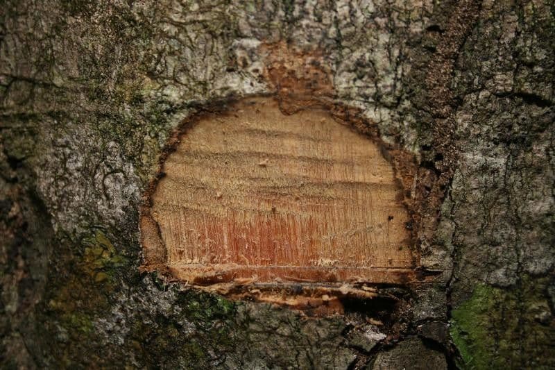 Xylopia nitida 14