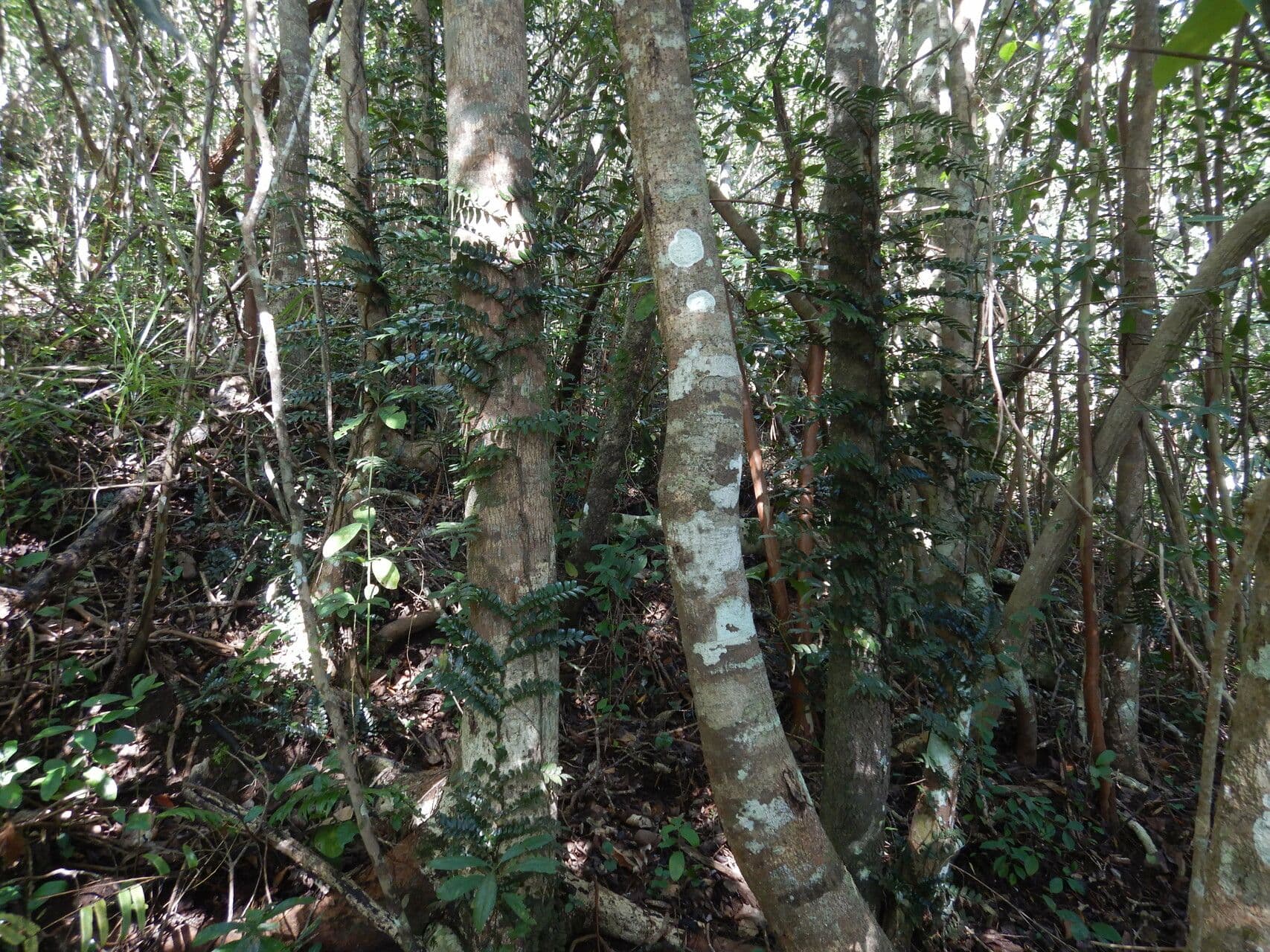 Lomariopsis 4
