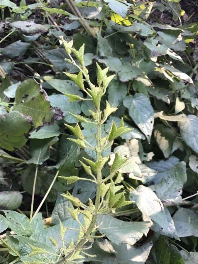 Salvia 8