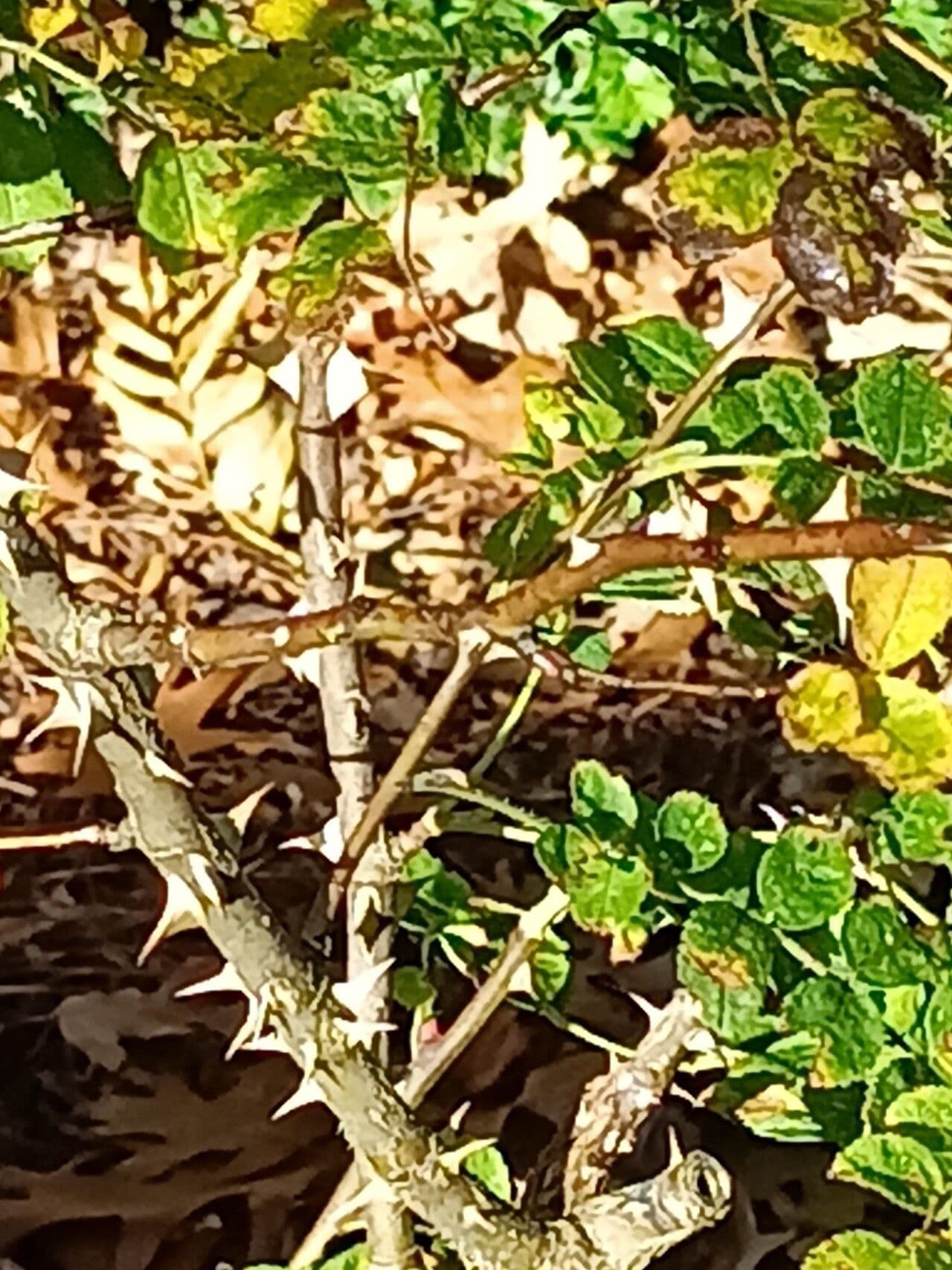 Rosa 4