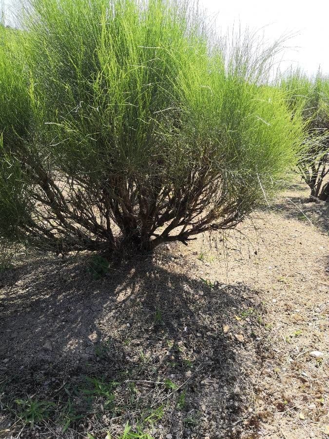 Rhamnus 25