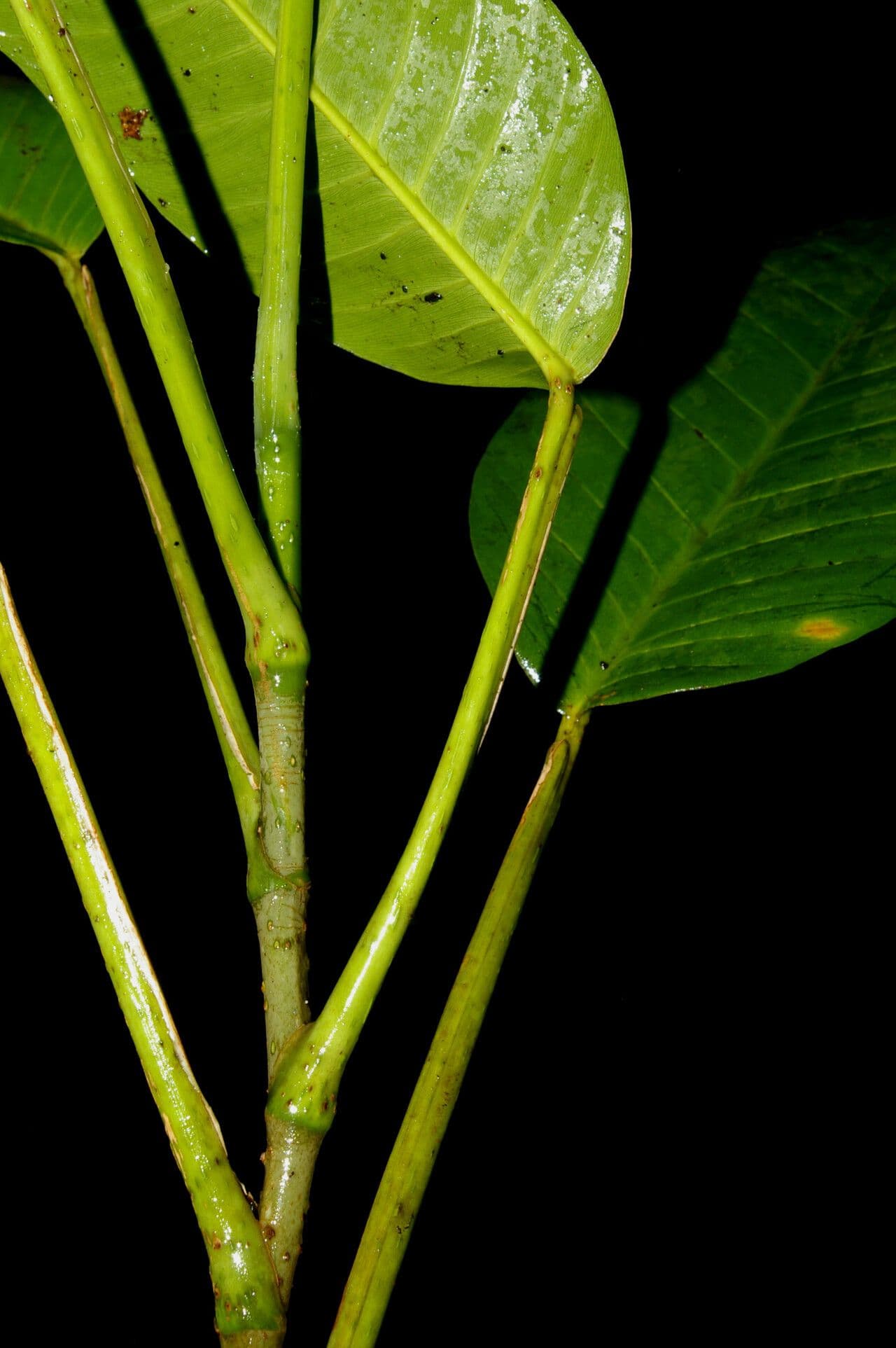 Filodendro 11