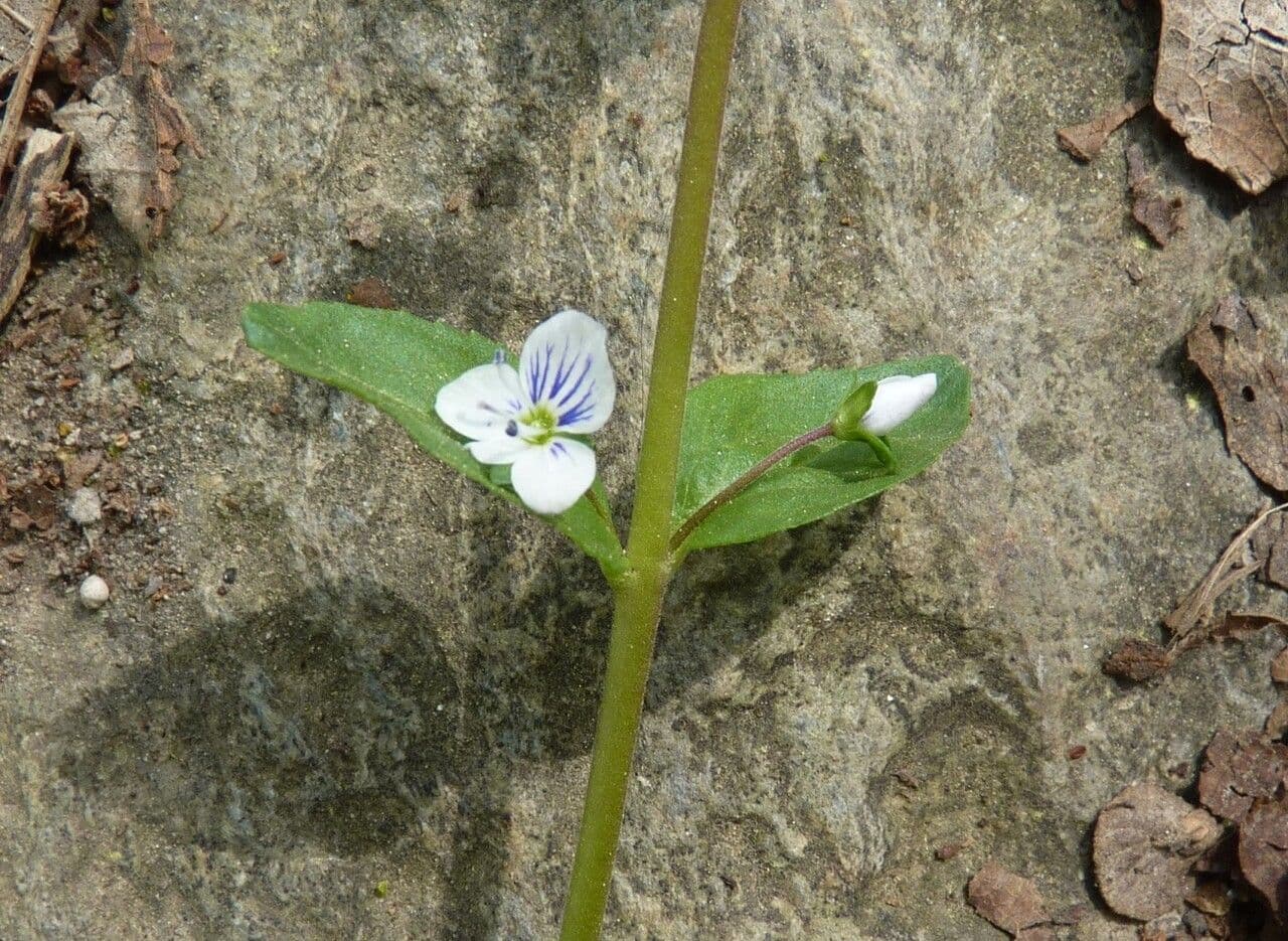 Veronica serpilifolia 25