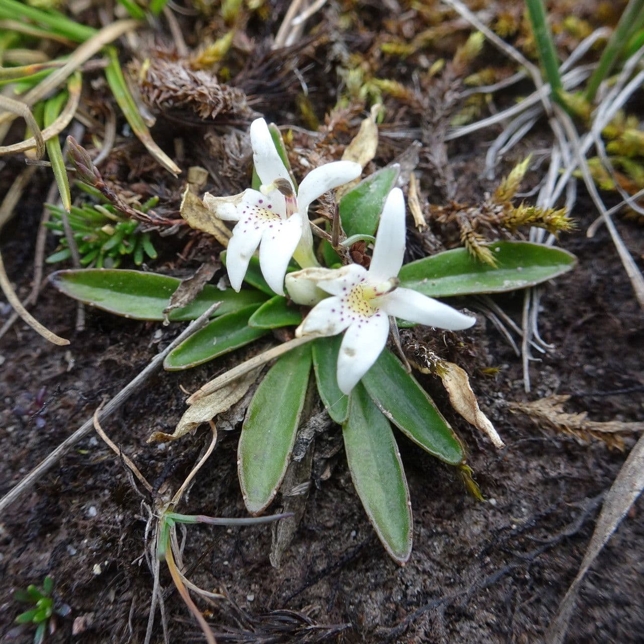 Lysipomia 3