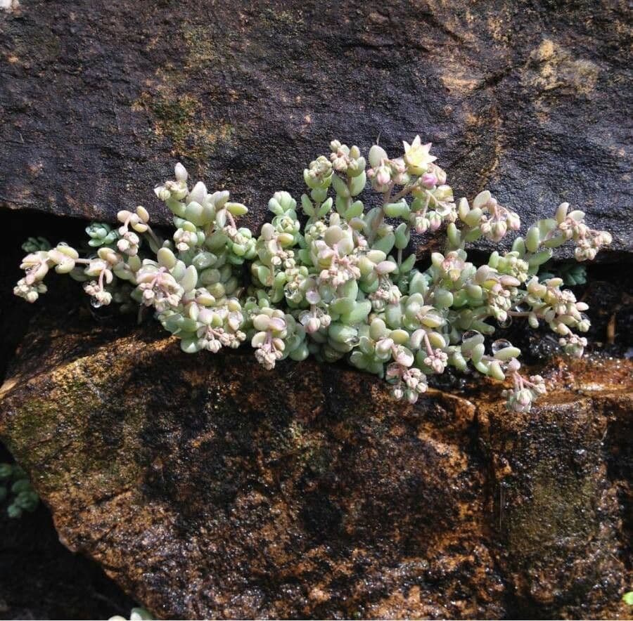 Borracina cinerea 15