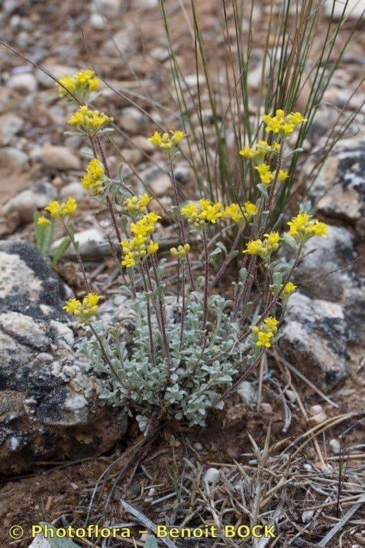 Alyssum serpyllifolium 6
