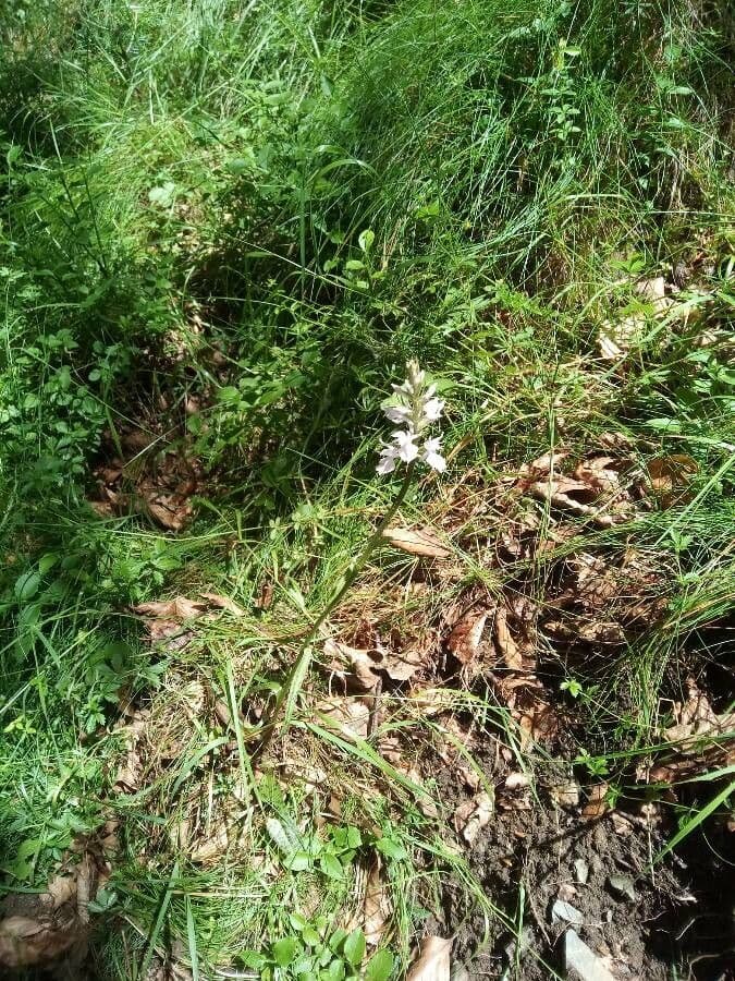 Orchidea macchiata 24