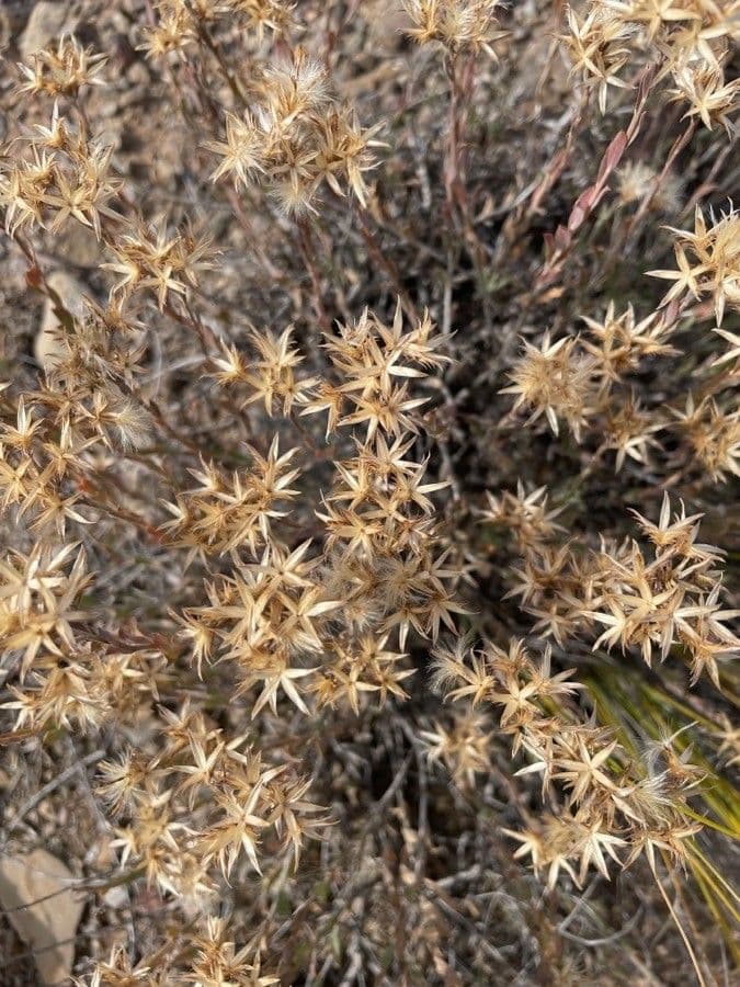 Sedum 7