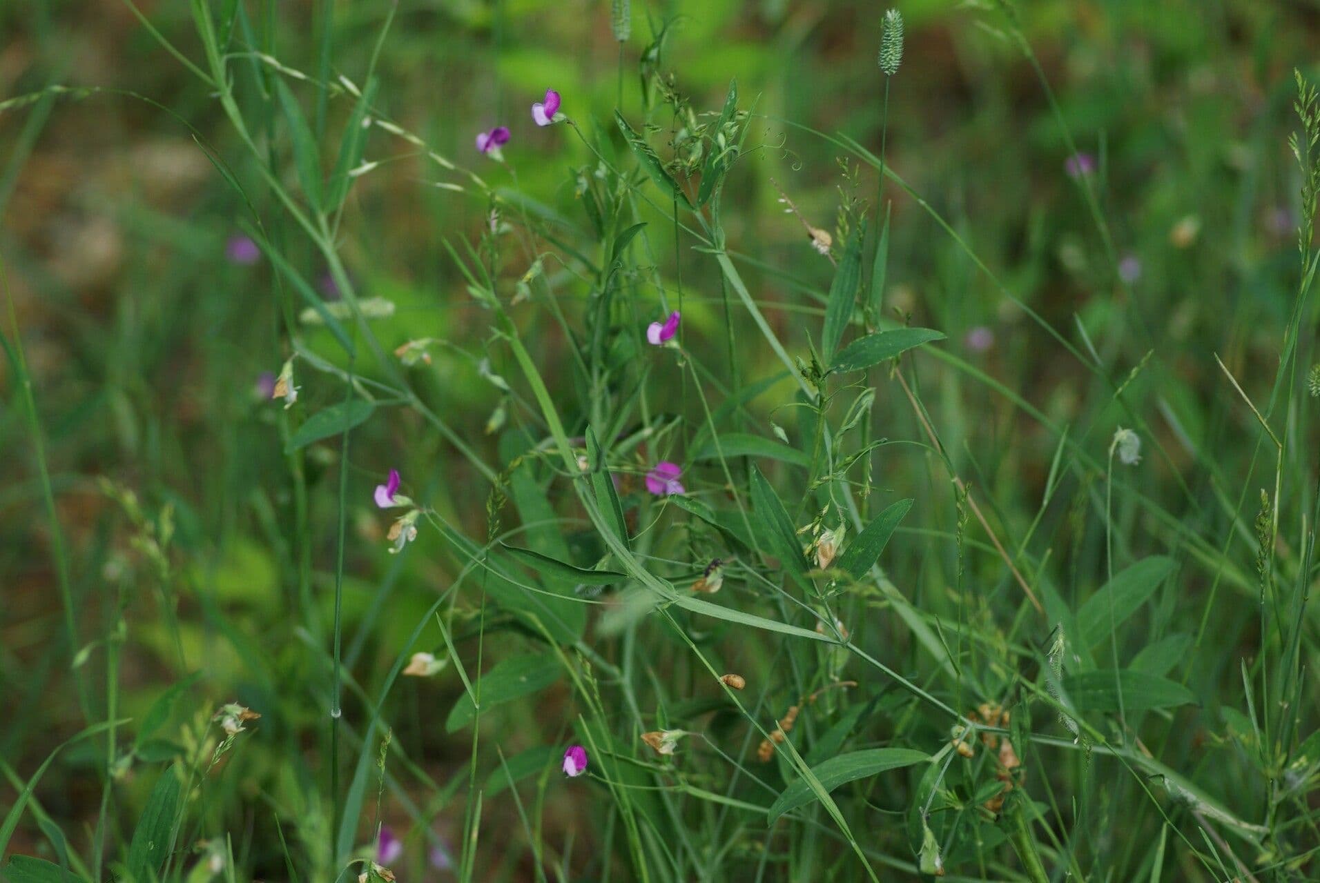 Cicerchia pelosa 13
