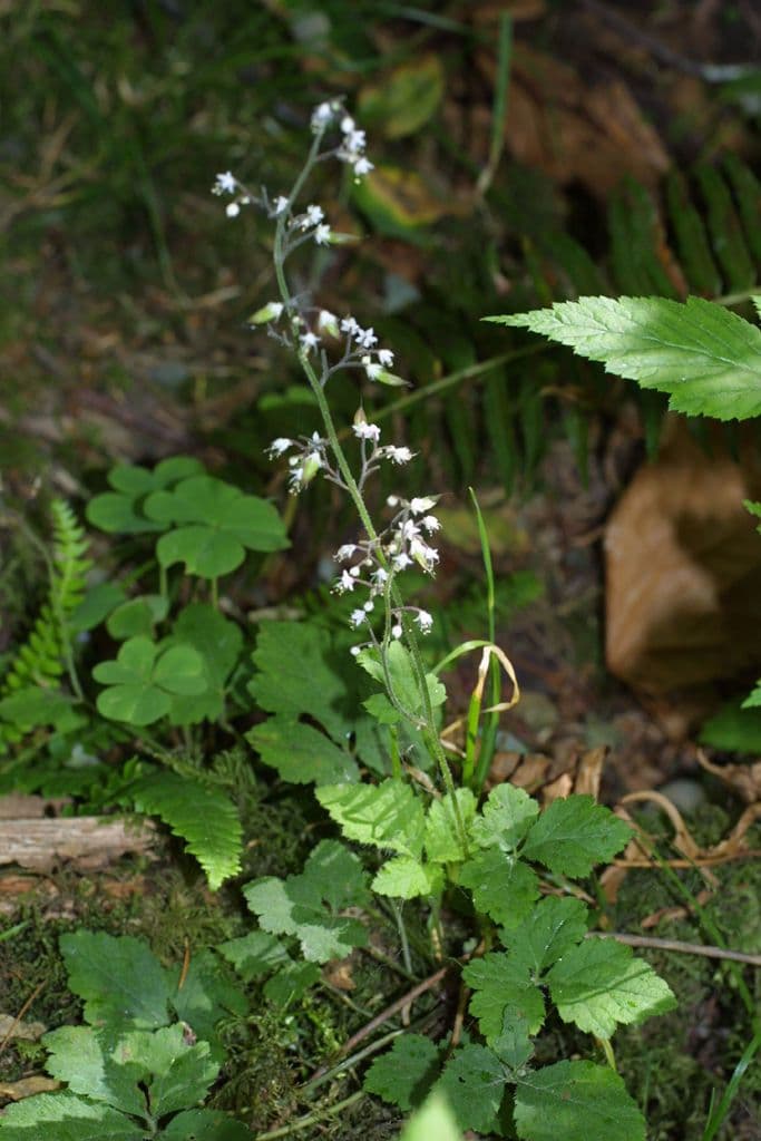 Tiarella trifoliata 7