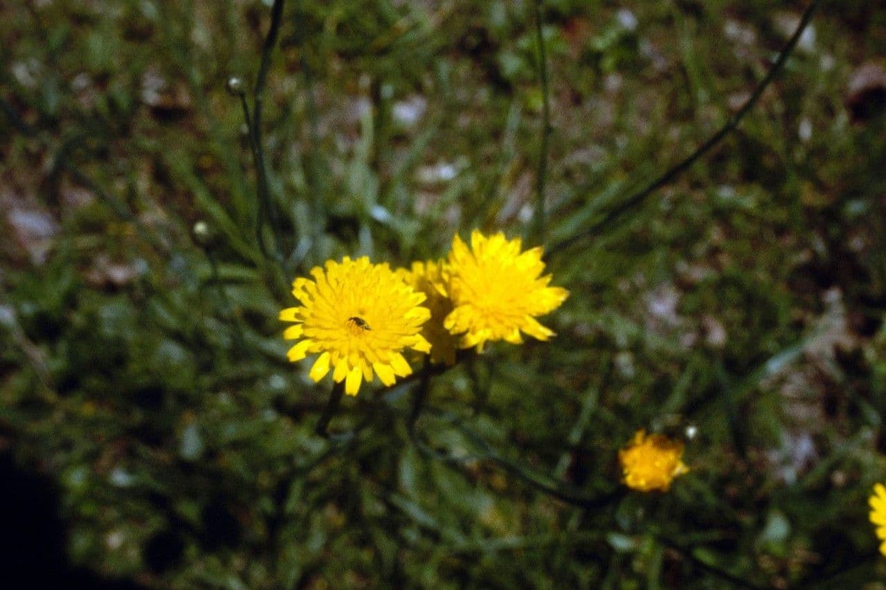 Krigia dandelion 3