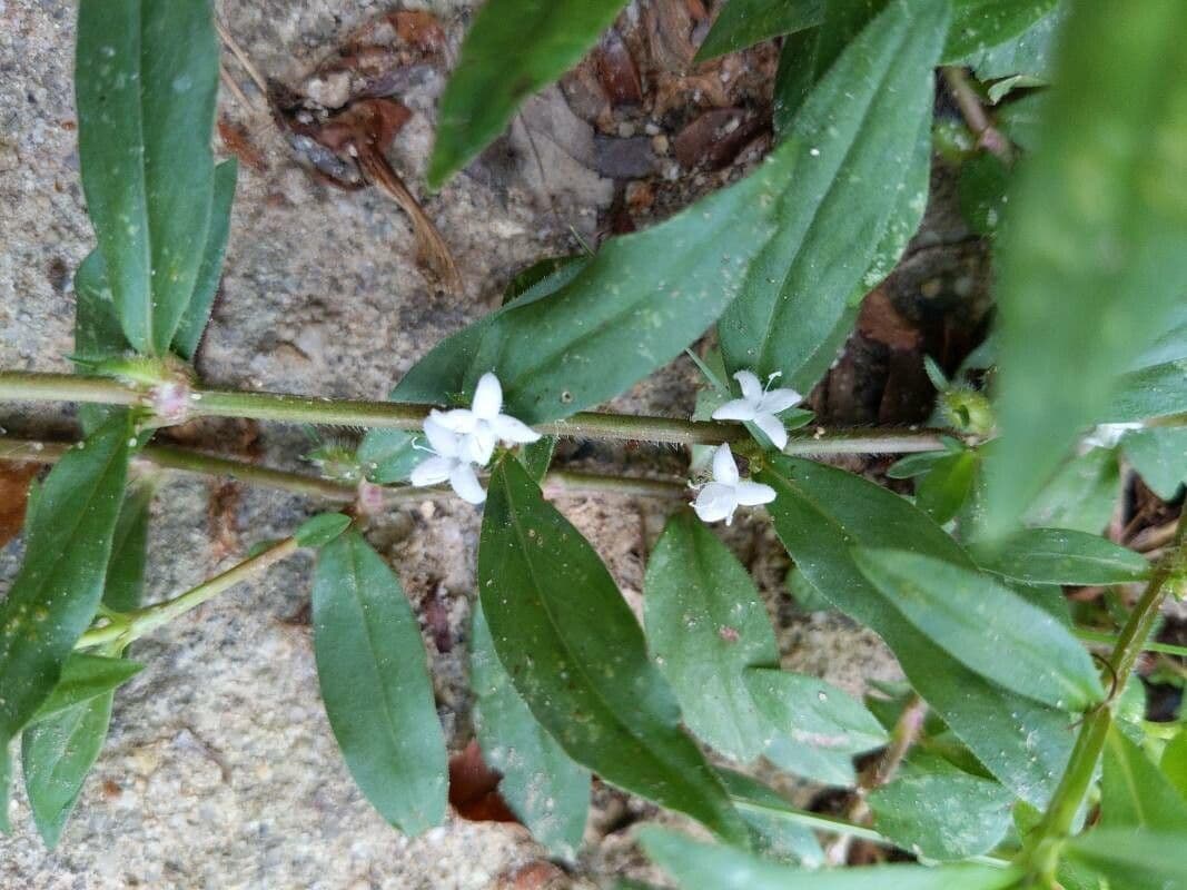 Diodia virginiana 7