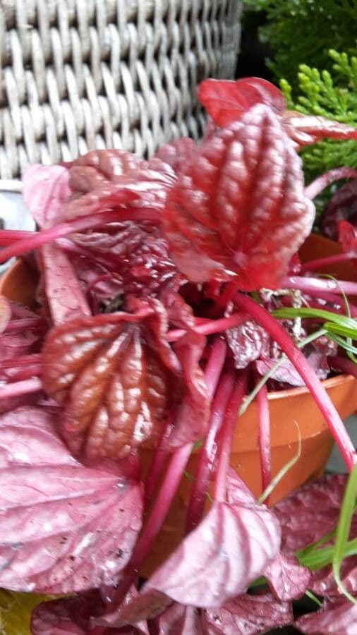 Peperomia 18