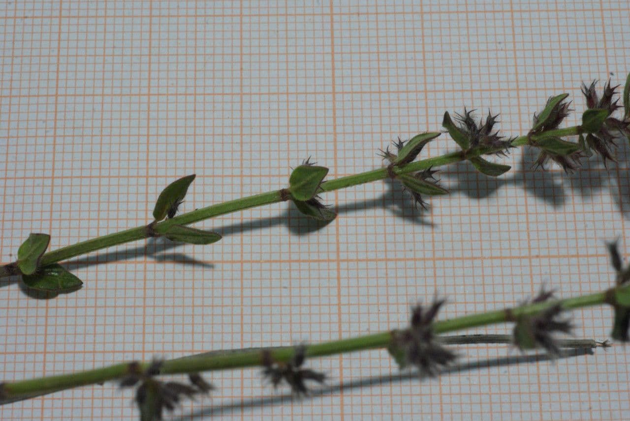 Micromeria 7