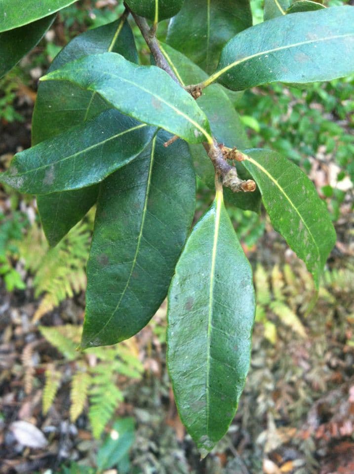 Castagno dorato 11