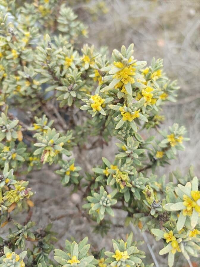 Daphne tinctoria 4