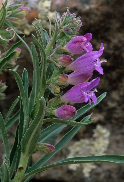 Penstemon 2