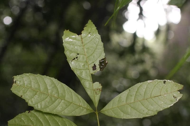 Vitex 5