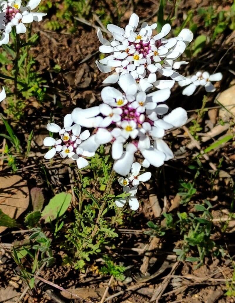 Iberis pectinada 7