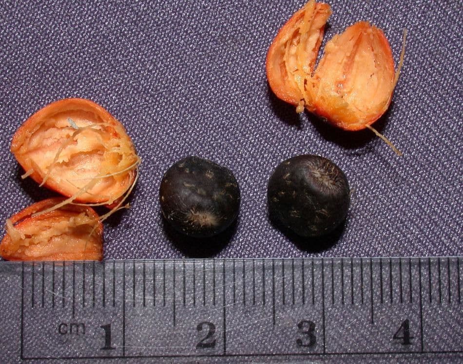 Bactris 12