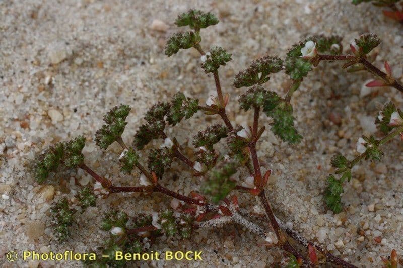 Loeflingia baetica