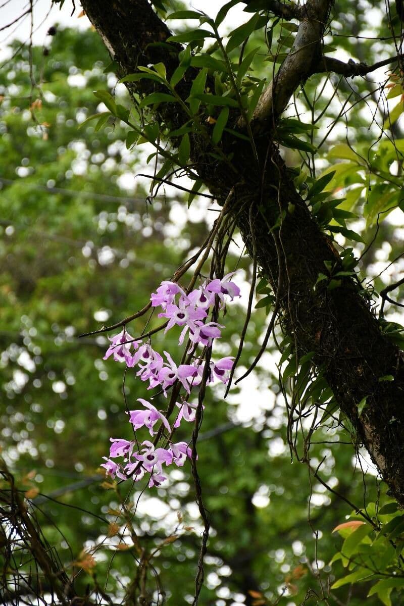 Dendrobium 6