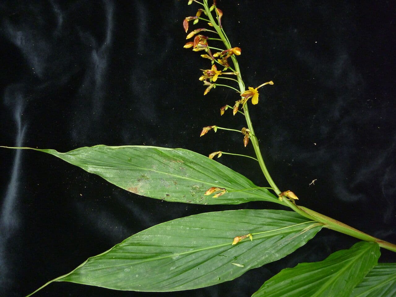 Globba racemosa 6