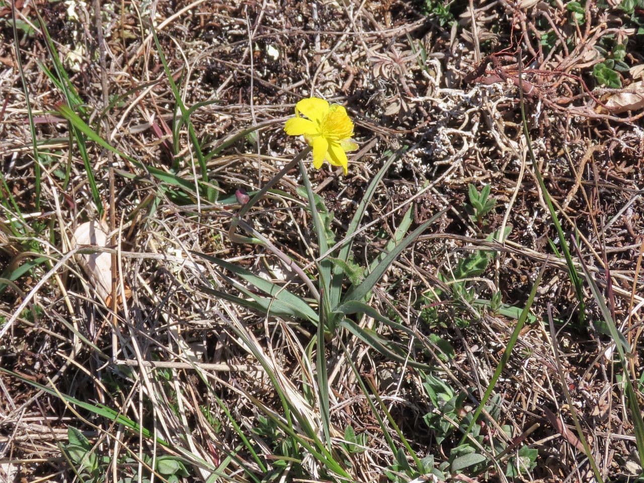Ranunculus gramineus 14