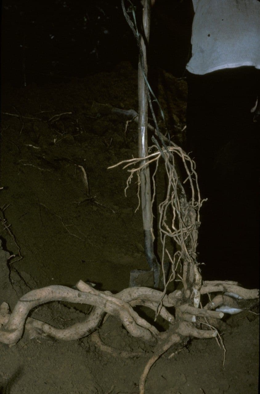 Dioscorea