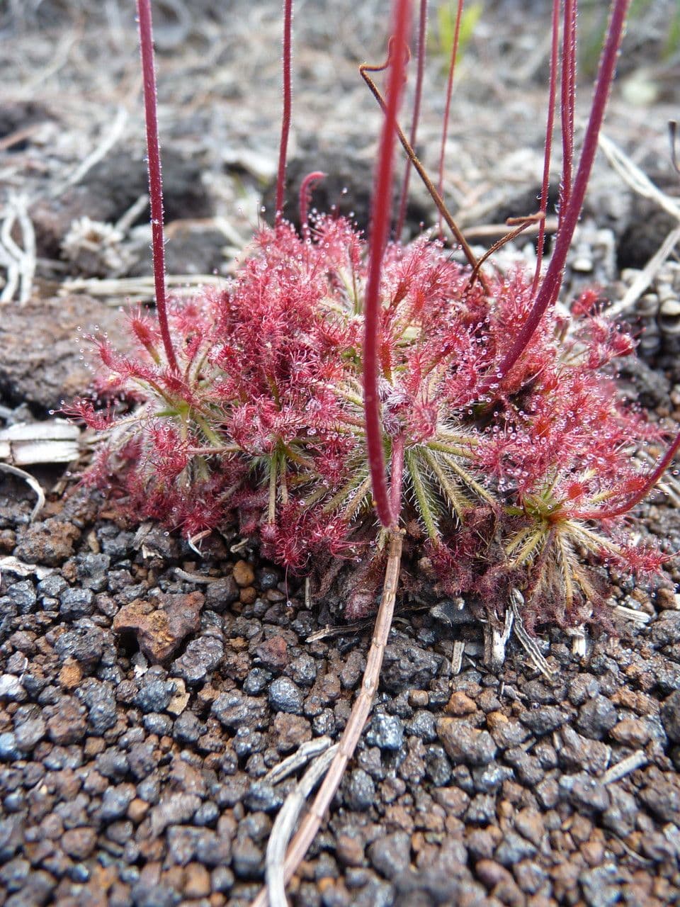 Drosera 2