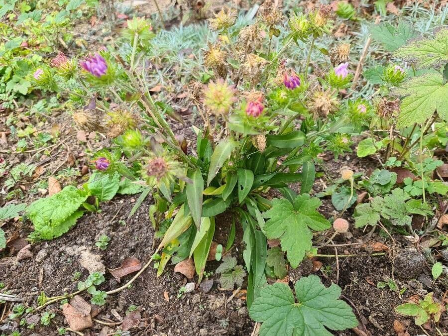 Stokesia laevis 7