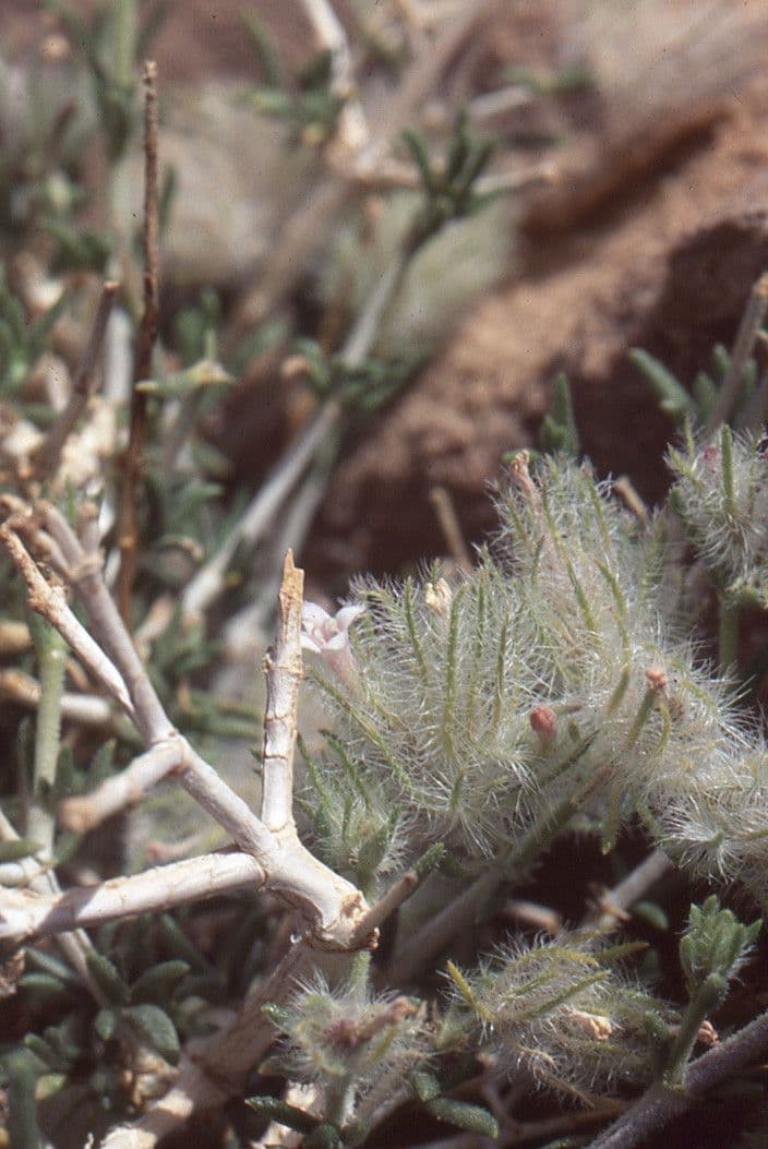 Echium humile 19