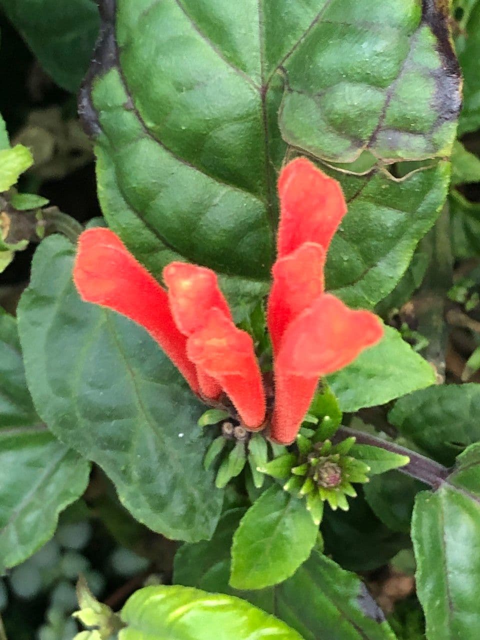 Scutellaria 20