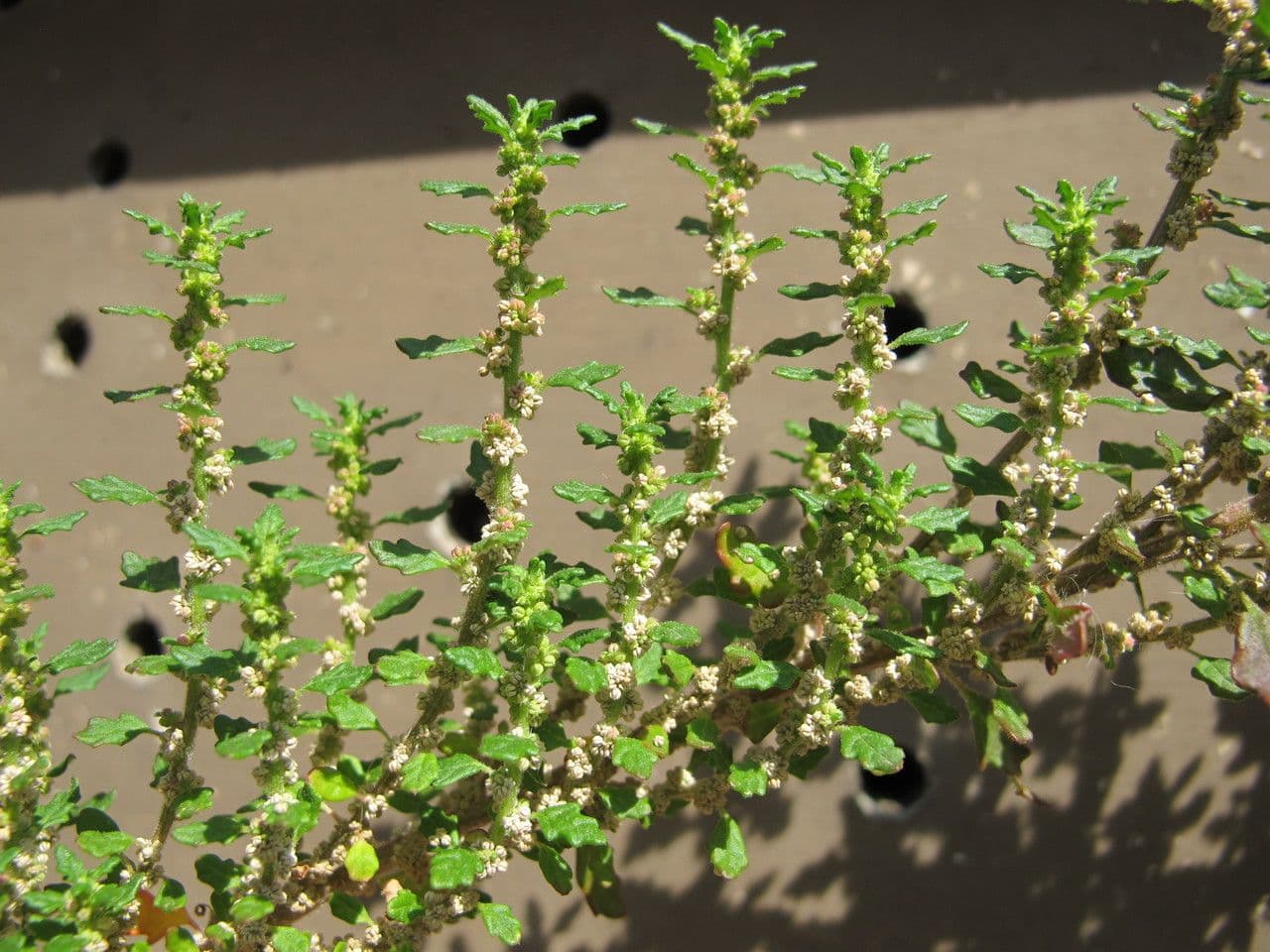 Chenopodio nano 11