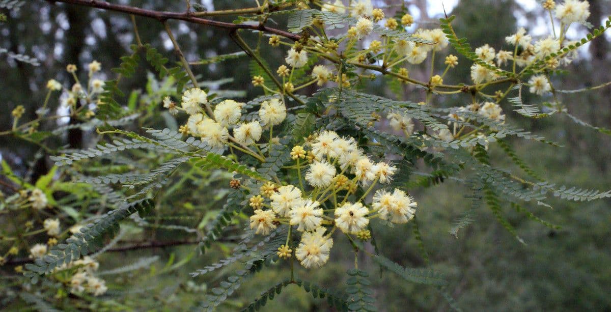 Acacia
