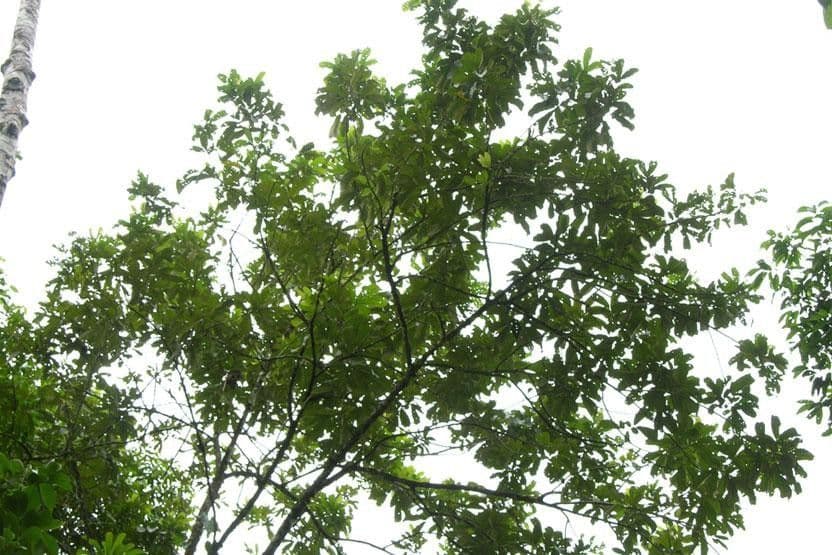 Cupania 7