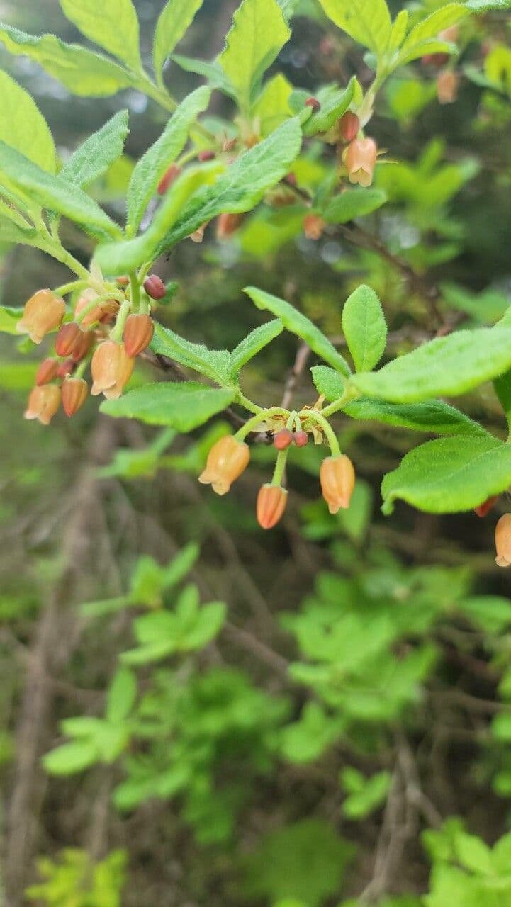 Menziesia 4