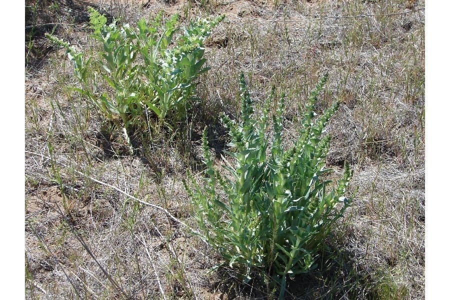 Penstemon 10