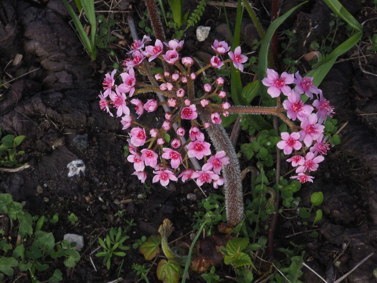 Schildblatt 11