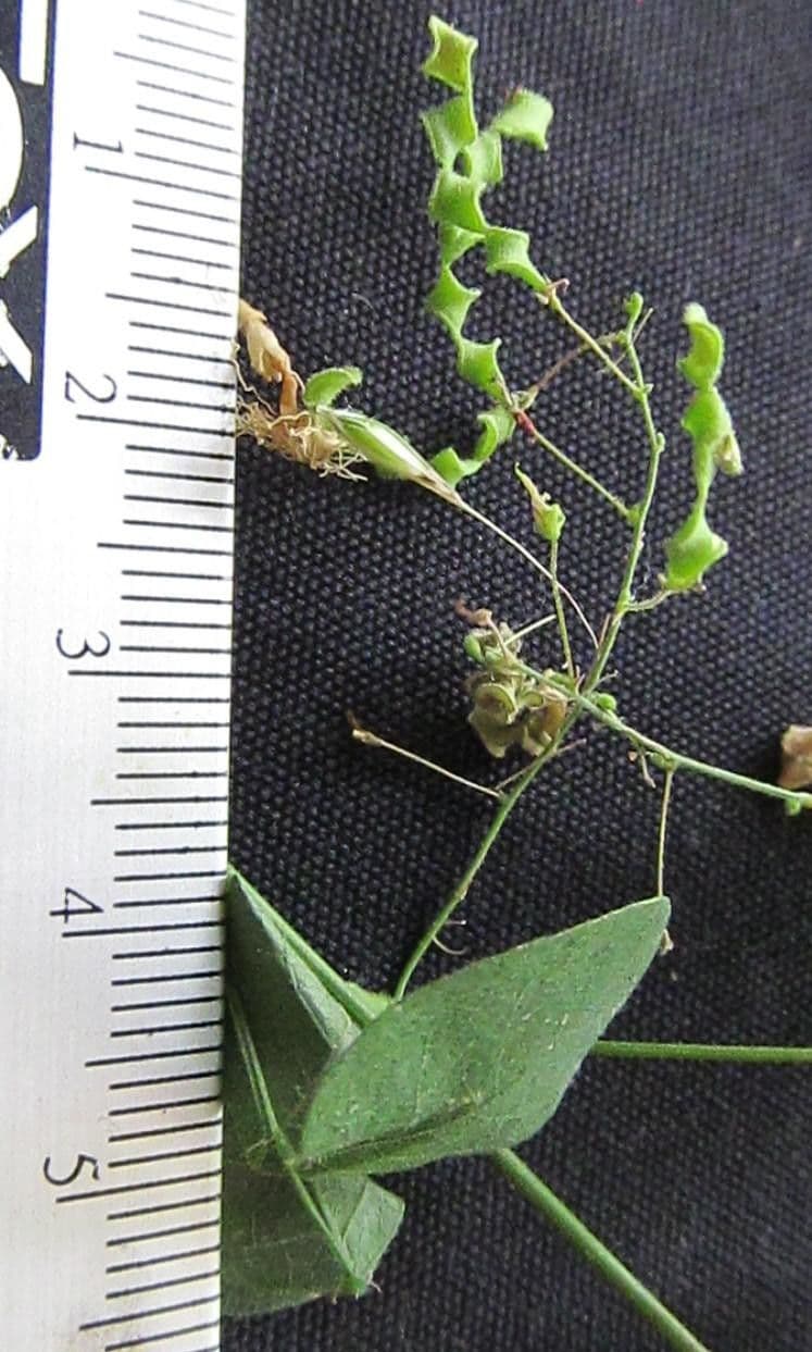 Desmodium procumbens 6