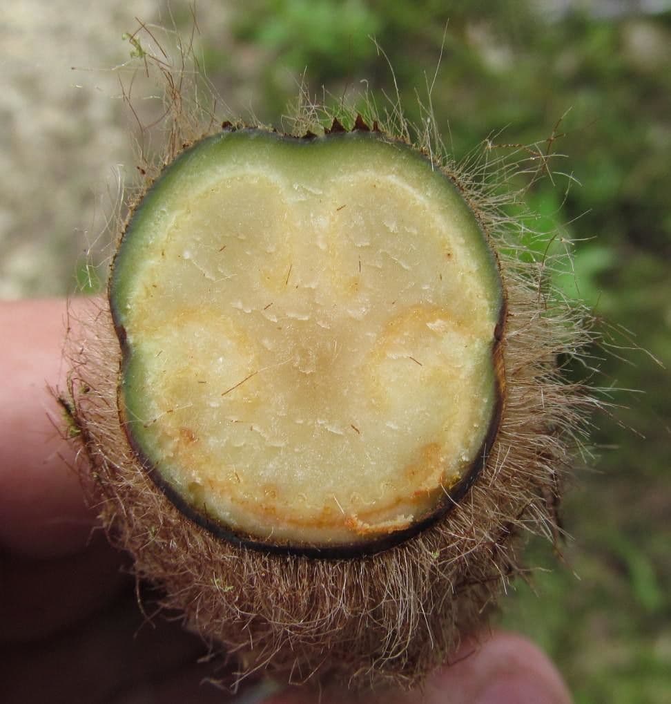 Lophosoria quadripinnata 3