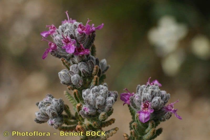 Teucrium 15