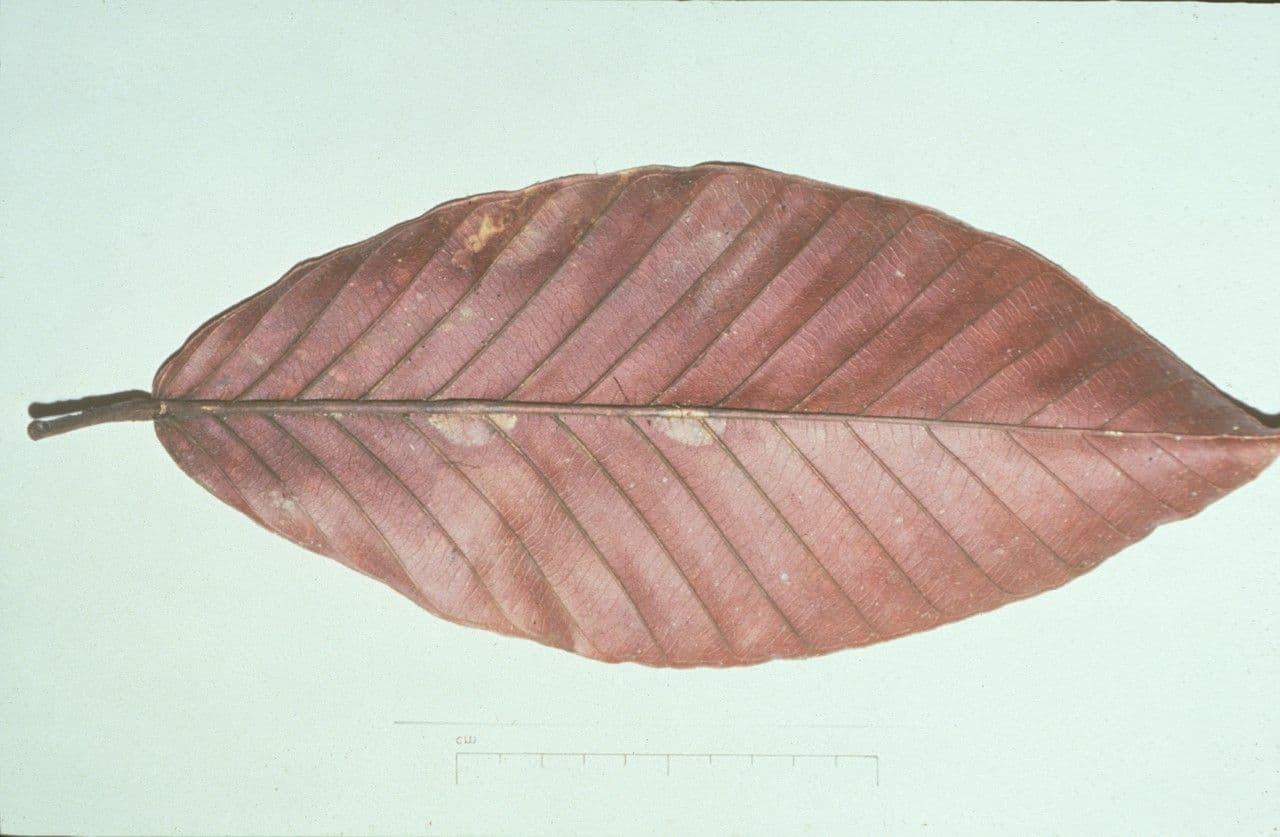 Dipterocarpus