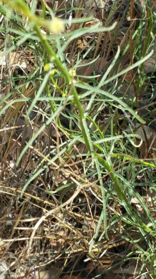 Erigeron 24