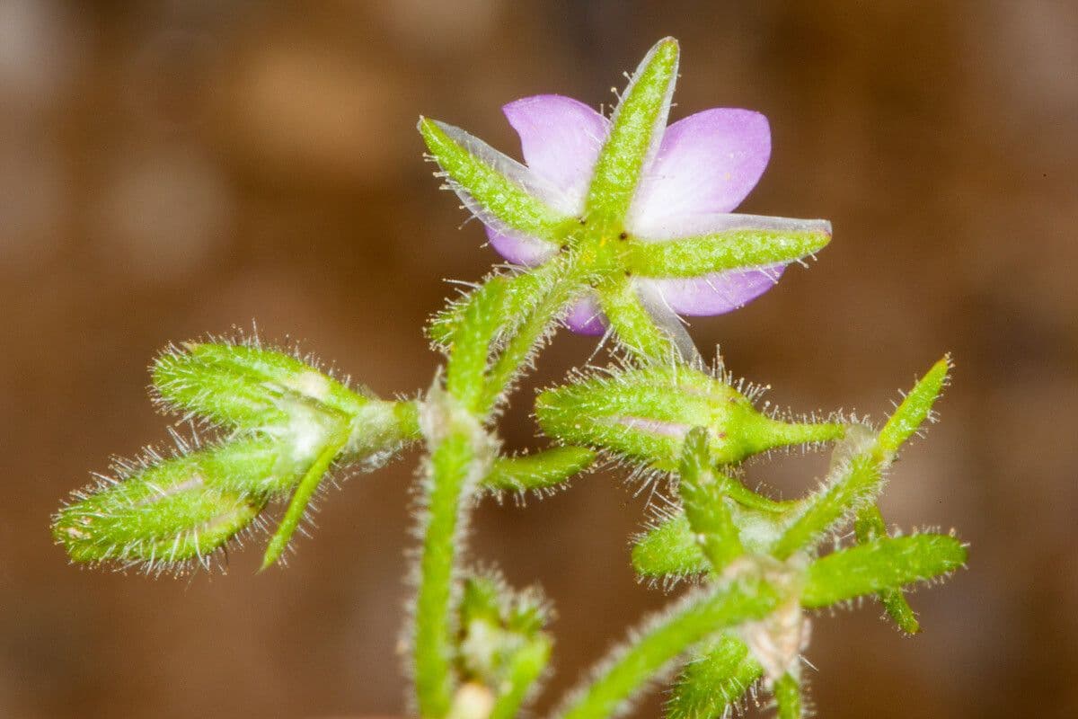 Spergularia comune 21