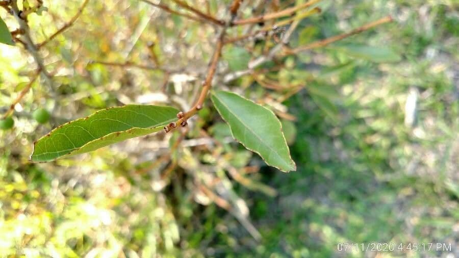 Campomanesia 9