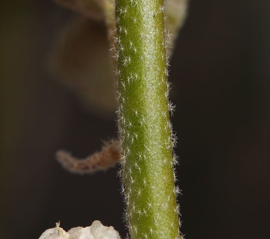 Malva albicocca 25