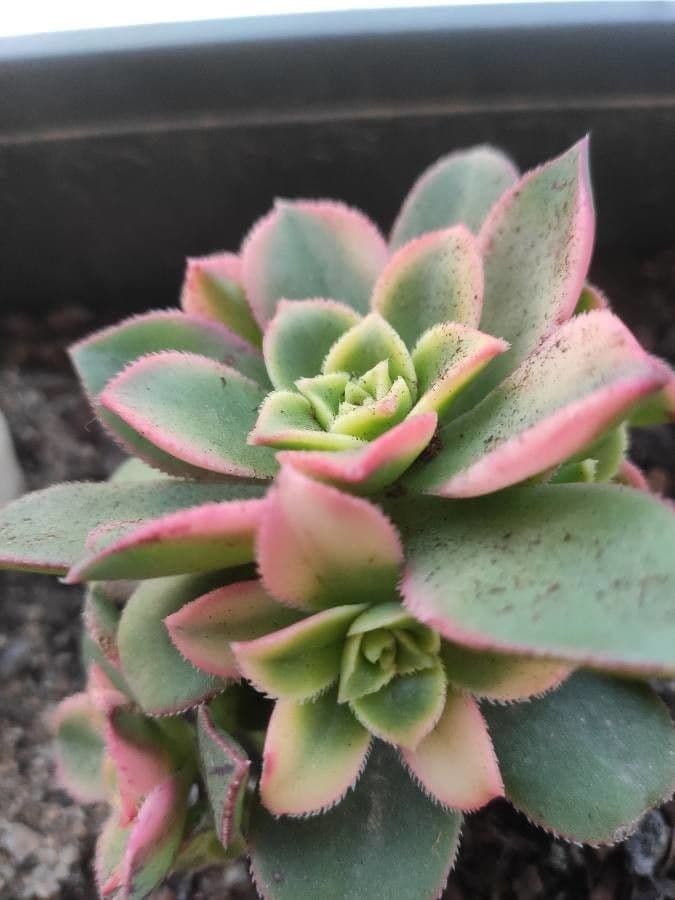 Aeonium di Haworth 12
